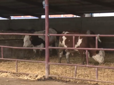 Viata satului - Agroline - 10