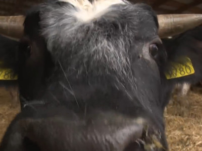 Viata satului - Agroline - 11