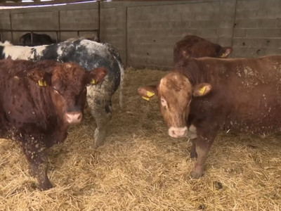 Viata satului - Agroline - 12